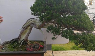 系鱼川真柏哪个品种好 真柏系鱼川和其它真柏有什么区别