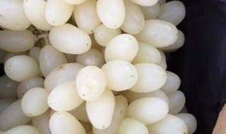 白色葡萄是什么品种（白色葡萄是什么品种图片）