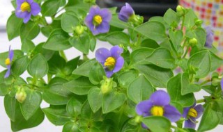 家养紫芳草怎么养 紫芳草好养吗