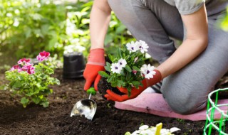种花用实心陶粒还是空心陶粒 种花用空心陶粒好还是实心陶粒好