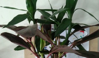 紫竹怎么养 紫竹怎么养才长得好