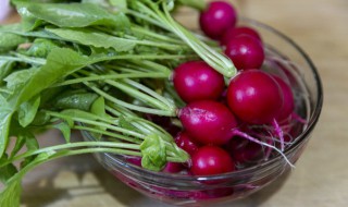 樱桃萝卜几月份种植好 樱桃萝卜几月份种植最好