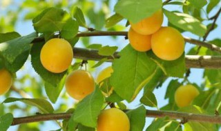 杏树几年结果 杏树几年结果?