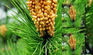 油松和马尾松的区别是什么 油松和马尾松的区别是什么颜色