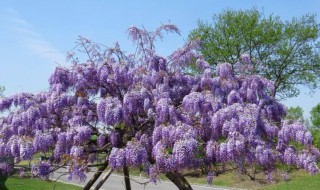 紫藤花一年开几次花（紫云藤一年开几次花）