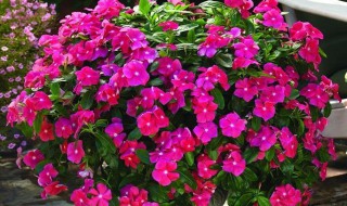 长春花怎么养能开花（长春花怎么养能开花呢）