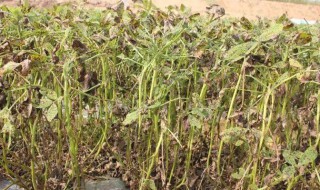 花生落叶怎么办（花生落叶了是什么原因,打什么药能治好）