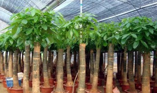 通用营养土能种发财树吗（有机营养土可以直接种发财树）