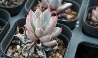 多肉植物如何浇水 多肉植物如何浇水几天一浇水