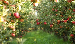 盆栽苹果树怎么过冬 盆栽苹果树过冬温度