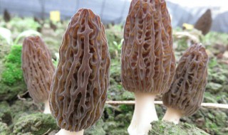 羊肚菌出菇后如何管理 羊肚菌不出菇的措施