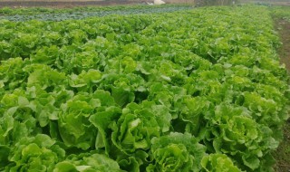 生菜露地栽培技术注意什么（露地种植生菜的技术）