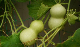 葫芦的寓意和摆放 摆件葫芦的寓意是什么