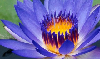 玻璃鱼缸养睡莲的养殖方法（玻璃鱼缸养睡莲的养殖方法和时间）