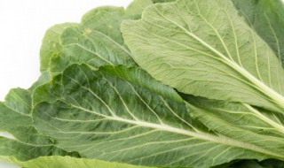 大叶芥菜的栽培技术要点（大叶芥菜的栽培技术要点有哪些）