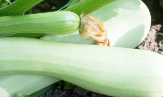 西葫芦的控旺技术（西葫芦如何控旺）