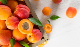 院里有杏树是吉是凶 院中有杏树好不好