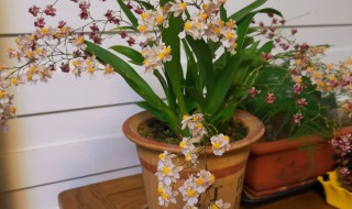 北方好养的兰花品种介绍及养殖方法 北方好养的兰花品种介绍及养殖方法图片