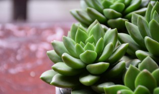 2022夏天多肉放哪里好 多肉夏天应该放在哪里