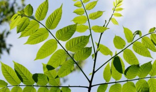 酒柜上放什么植物旺家 进门对面酒柜摆什么植物好