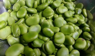 水培蚕豆的方法 蚕豆用水怎么种