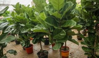 琴叶榕的养殖方法和注意事项整理 琴叶榕的养殖方法和注意事项冬天