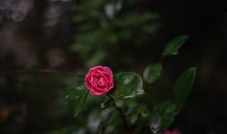 复合肥兑水好还是埋土好（复合肥兑水好还是埋土好呢）