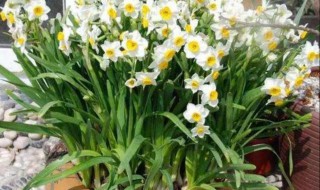 怎样才能让水仙花不徒长（怎样才能让水仙花不徒长出来）
