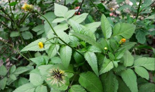 鬼针草怎么养（鬼针草怎么养护）