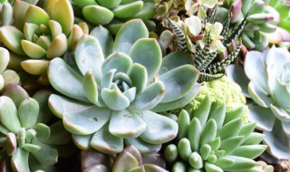 多肉八千代怎么养才能爆盆 多肉八千代怎么养才能爆盆不爆土