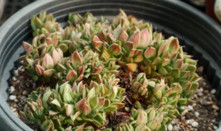 薄化妆多肉怎么养（薄化妆多肉怎么养出状态）