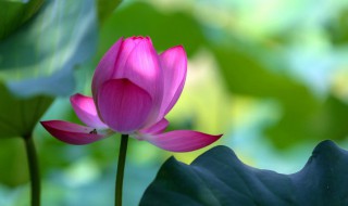 莲花是什么时间开的 莲花是在什么时间开放的