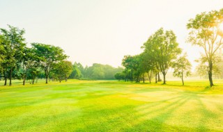 种酸角树要几年才结果（酸角树多少年结果）