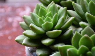 适合新手养的多肉有哪些 适合新手养的多肉有哪些?