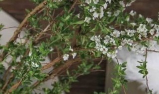 雪柳的花语和寓意 雪柳的花语和寓意和象征