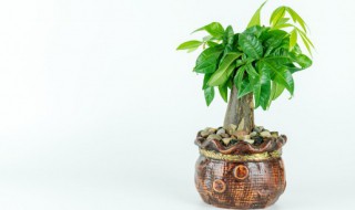 秋天发财树的叶子发黄怎么办 秋天发财树的叶子发黄怎么办呢