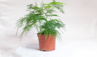 家里文竹开花好不好（家里文竹开花好不好看）