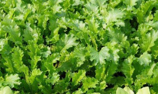 雪里红的生长周期是多久 雪里红的生长周期和温度