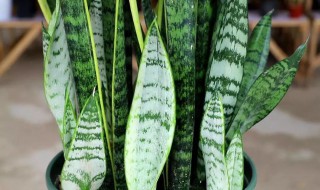 虎皮兰烂叶是怎么回事 虎皮兰烂叶是怎么回事儿
