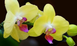 蝴蝶兰花期多久（蝴蝶兰花期多久?）