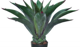 龙舌兰花怎么养（龙舌兰花怎么养殖方法）