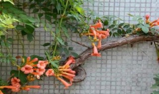 凌霄花冬天会冻死吗 凌霄花冬天会不会被霜冻死