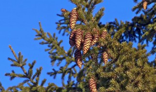 南方的松树有松子吗 南方的松树有松子吗图片