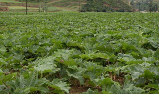 大黄栽培技术 大黄栽培技术要点