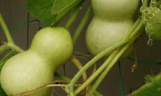 葫芦和什么搭配寓意好（葫芦和什么搭配寓意好呢）