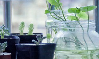 最好养殖的十大水培植物 最好养殖的十大水培植物图片