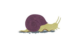 北方蜗牛种类（北方蜗牛种类图片）