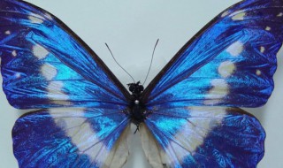 中国的国蝶是什么蝴蝶（中国的国蝶是什么蝴蝶英语）