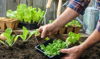 春天适合种哪些农作物（春天适合种哪些农作物呢）