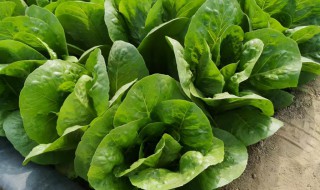 孔雀菜的种植技术 孔雀菜可以移栽吗